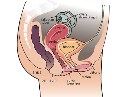 youth-female-anatomy